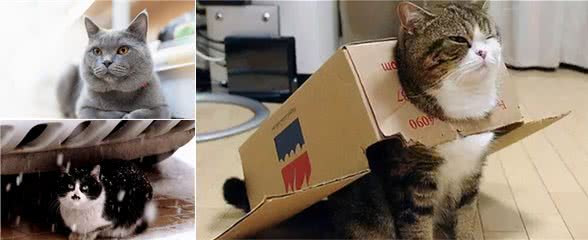 养猫，劝你养“母猫”，原因有这几个