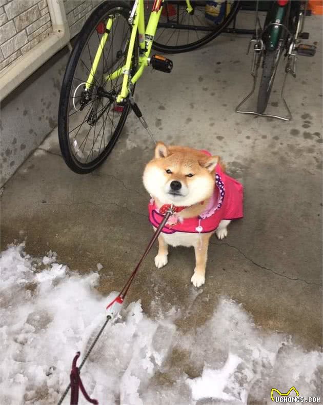 柴犬总是不听话，要从小就让它知道：你是主人，听你的没错