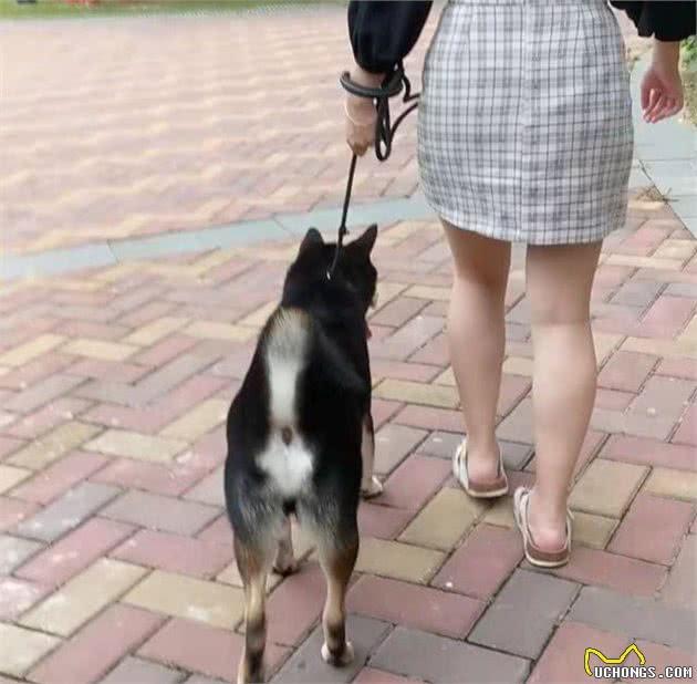 柴犬总是不听话，要从小就让它知道：你是主人，听你的没错