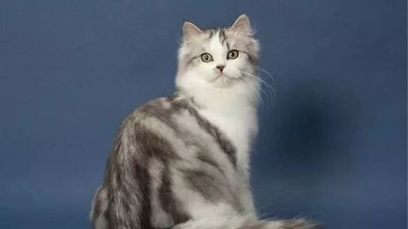布偶猫的亲兄妹，褴褛猫，你有听说过吗？