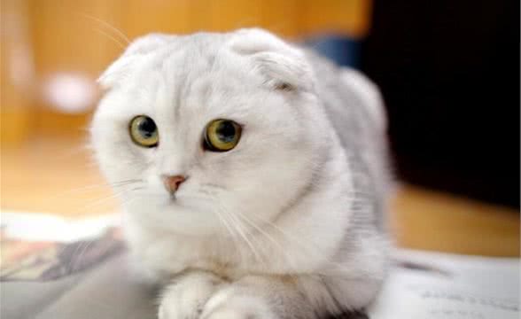 认识折耳猫