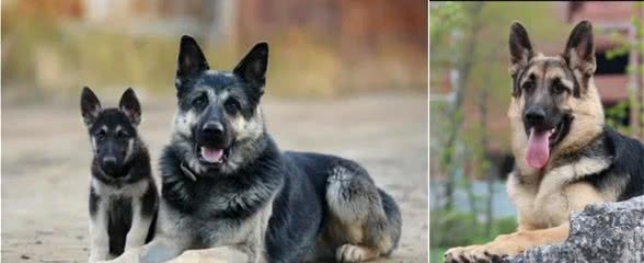 俄罗斯名犬：东欧牧羊犬