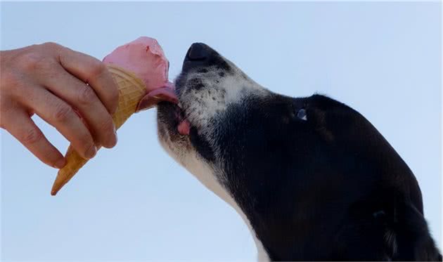 如何用零食正确的训狗？