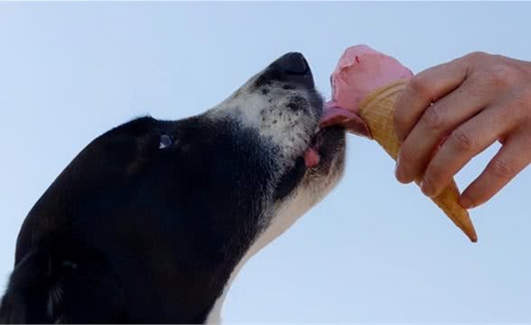 如何用零食正确的训狗？