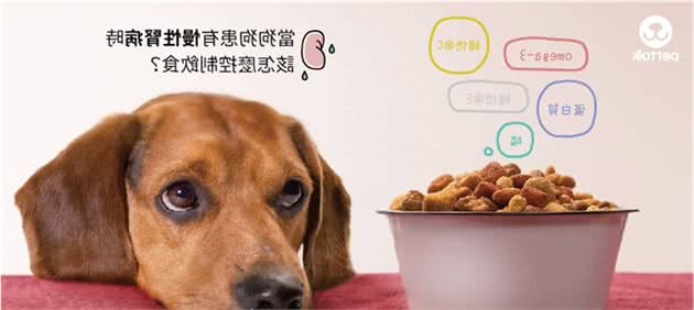 当狗狗患有慢性肾病时，该怎么控制饮食？