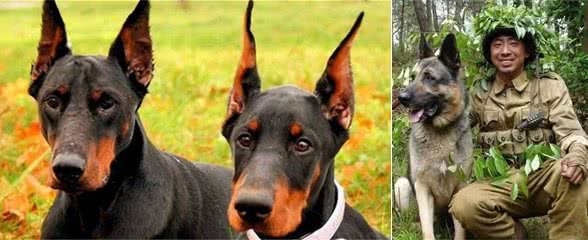 全球征用的5大警犬，我国昆明犬也光荣上榜