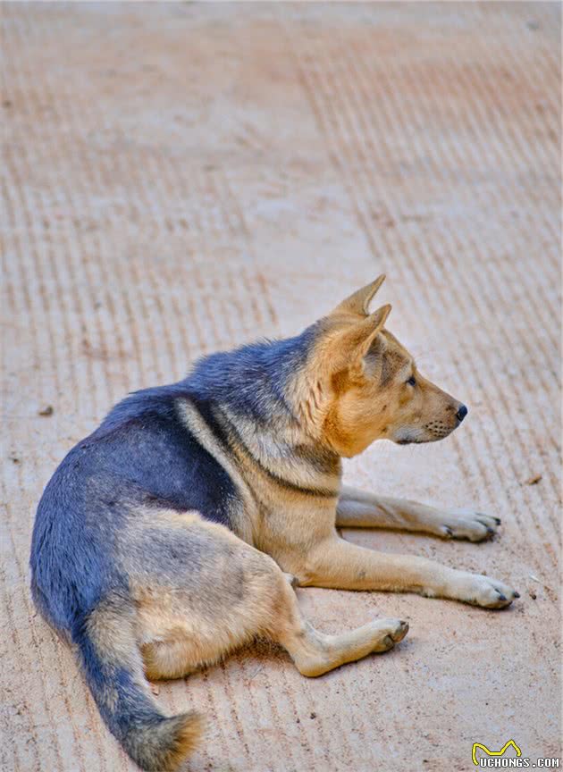 长白山的汗王犬遇上了藏獒，汗王犬劳苦功高却必须离开（3）