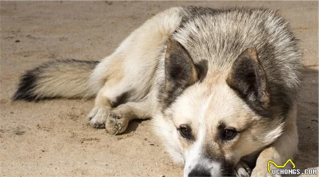 长白山的汗王犬遇上了藏獒，汗王犬劳苦功高却必须离开（3）