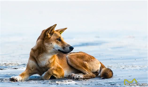 长白山的汗王犬遇上了藏獒，汗王犬劳苦功高却必须离开（3）