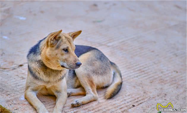 长白山的汗王犬遇上了藏獒，汗王犬劳苦功高却必须离开（3）