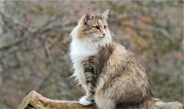 挪威森林猫为什么这么受欢迎？看完后，我都有想养一只的冲动