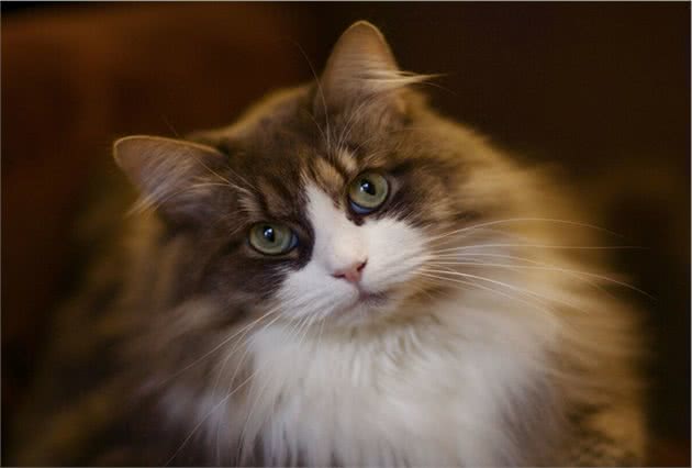 挪威森林猫为什么这么受欢迎？看完后，我都有想养一只的冲动