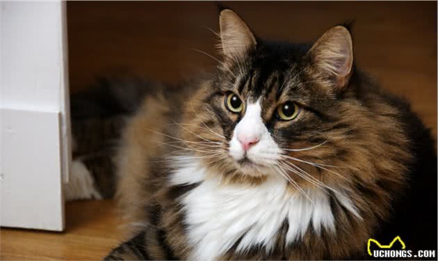 挪威森林猫为什么这么受欢迎？看完后，我都有想养一只的冲动