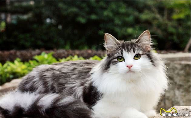 挪威森林猫为什么这么受欢迎？看完后，我都有想养一只的冲动