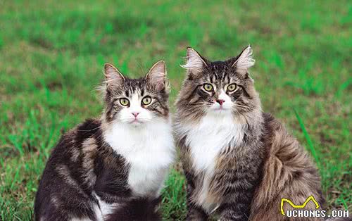 挪威森林猫为什么这么受欢迎？看完后，我都有想养一只的冲动