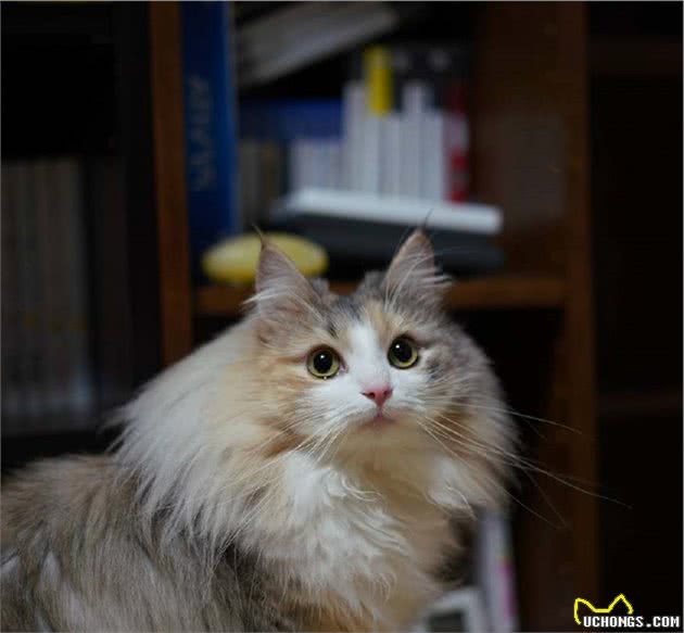 挪威森林猫为什么这么受欢迎？看完后，我都有想养一只的冲动