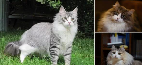 挪威森林猫为什么这么受欢迎？看完后，我都有想养一只的冲动