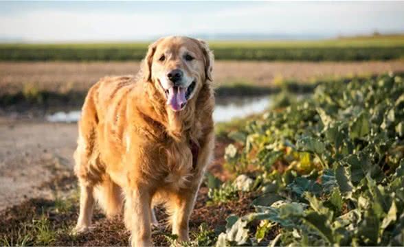 狗狗长腿的烦恼你知道吗？大型犬如何正确运动？