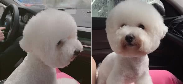 狗狗做这些奇怪的举动时，你了解是什么意思么？目的很明确