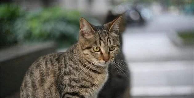 中国狸花猫真的有那么不堪吗？养过之后你会对它“真香”的