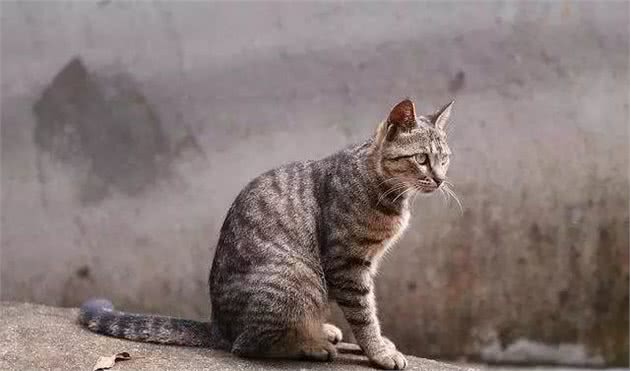 中国狸花猫真的有那么不堪吗？养过之后你会对它“真香”的