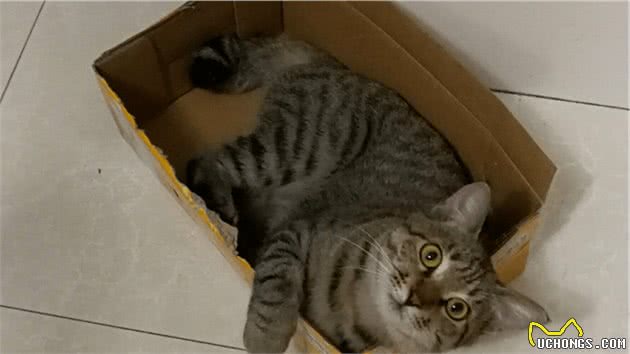 中国狸花猫真的有那么不堪吗？养过之后你会对它“真香”的