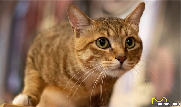 中国狸花猫真的有那么不堪吗？养过之后你会对它“真香”的