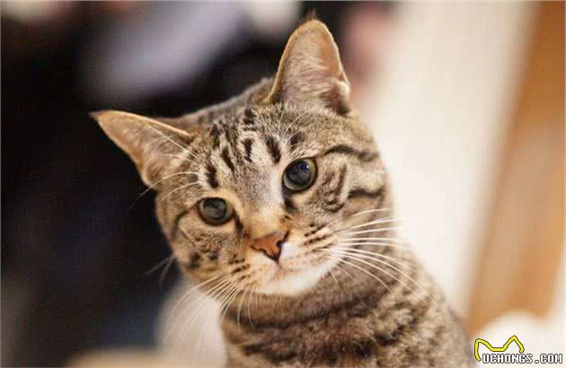 中国狸花猫真的有那么不堪吗？养过之后你会对它“真香”的