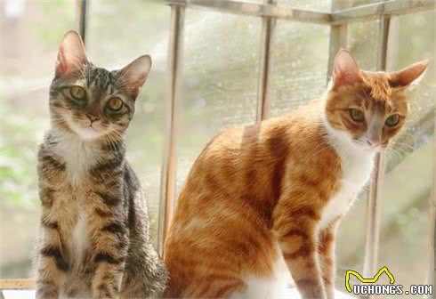 中国狸花猫真的有那么不堪吗？养过之后你会对它“真香”的