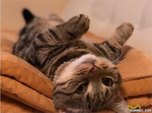 中国狸花猫真的有那么不堪吗？养过之后你会对它“真香”的