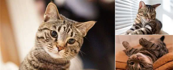 中国狸花猫真的有那么不堪吗？养过之后你会对它“真香”的