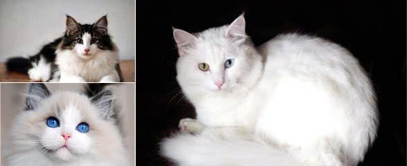 常见宠物猫大全：价格、分类、简介