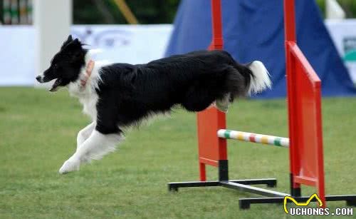 边境牧羊犬，为什么饲养的人越来越多，这5个原因让你明白