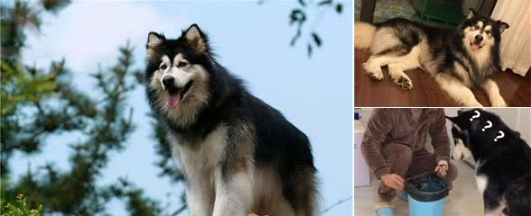 阿拉斯加犬这些怪癖，并不是贪玩，而是缺“元素”了