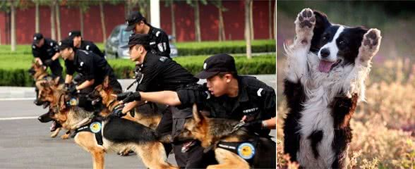 边境牧羊犬也不能当警犬？警察：这6点不符合