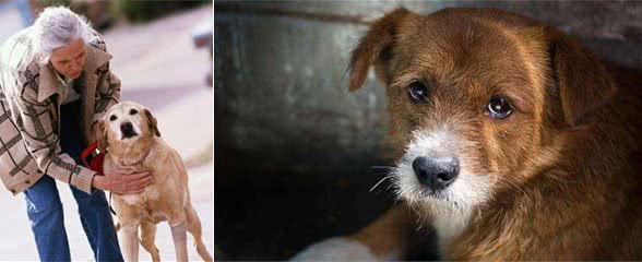 狗狗,熬过了这5个“寿命坎”,好运自然就来了!