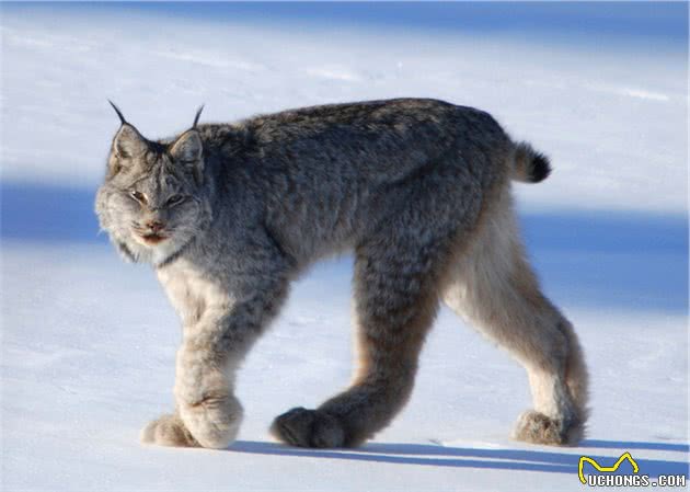 被低估的猞猁，它们以自己的方式积极地活着