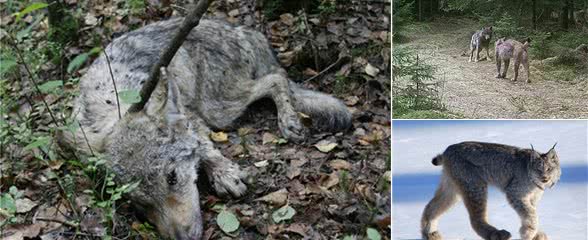 被低估的猞猁，它们以自己的方式积极地活着