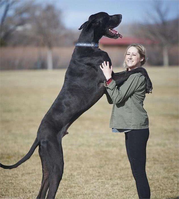 别误会这几个犬种，它们就是长得凶狠，其实并不好战好斗