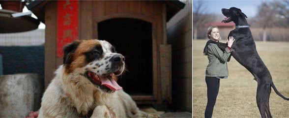 别误会这几个犬种，它们就是长得凶狠，其实并不好战好斗