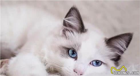 世界上十种最贵的猫咪：最贵的猫咪其实就在自己家里