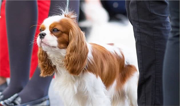 最天真、善良、不记仇的5种小型犬，养了从没后悔过