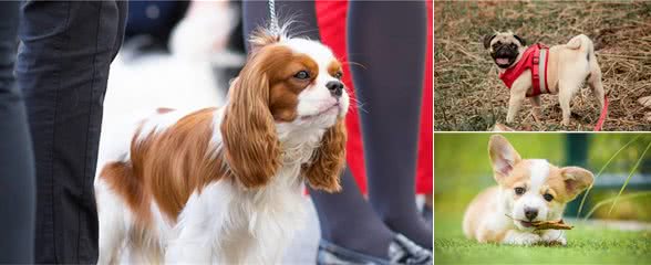 最天真、善良、不记仇的5种小型犬，养了从没后悔过