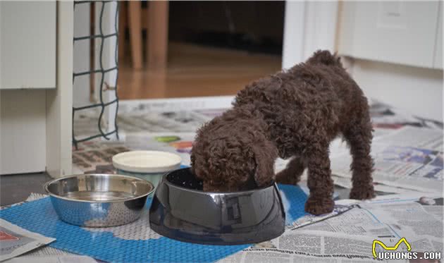 泰迪犬挑食怎么办？