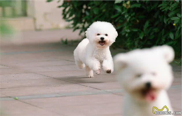 比熊犬洗澡篇：狗狗洗澡遇到的问题，这里都有