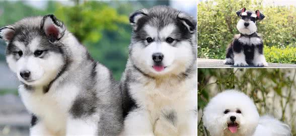 常见的狗狗种类,你家上榜了吗?