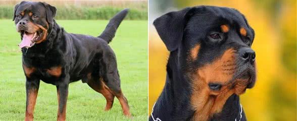 面对罗威纳犬掉毛，分析原因，有针对性的采取应对措施