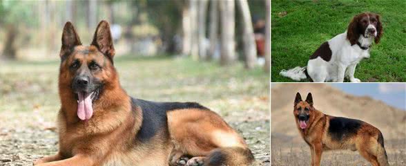 灾害搜救中的“王者”，搜救犬中的四大金刚