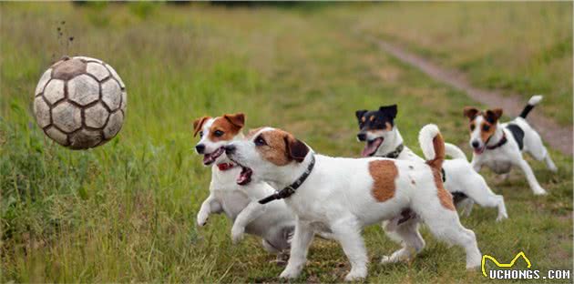 就算再喜欢“小型犬”，也不要碰这5种狗，养得越久越心累