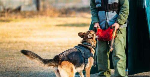 德国牧羊犬的5大缺点，网友：就算想养也不敢养啊！